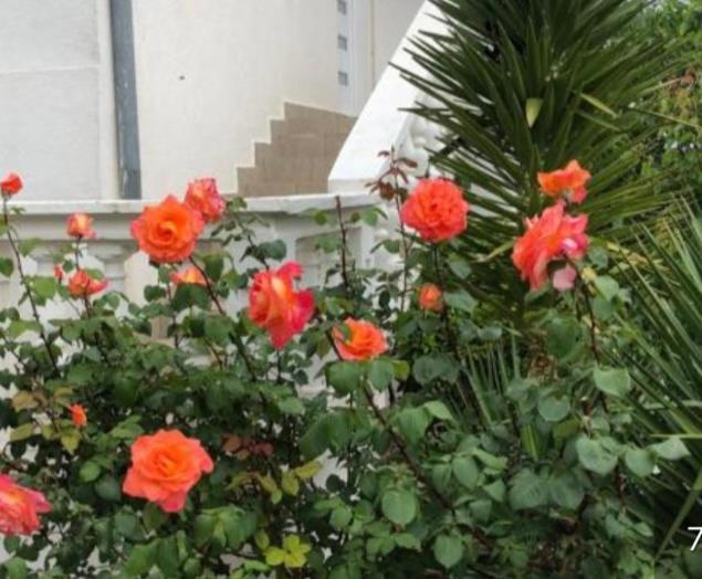 Apartment Raslina ภายนอก รูปภาพ